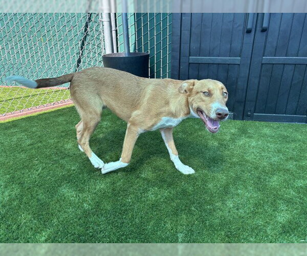 Medium Photo #3 Labrador Retriever-Unknown Mix Puppy For Sale in San Bernardino, CA, USA