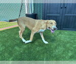 Small #2 Labrador Retriever Mix