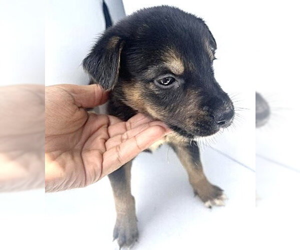 Medium Photo #1 Labrador Retriever Puppy For Sale in Houston, TX, USA