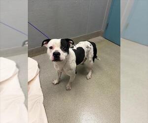 Mutt Dogs for adoption in Las Vegas, NV, USA