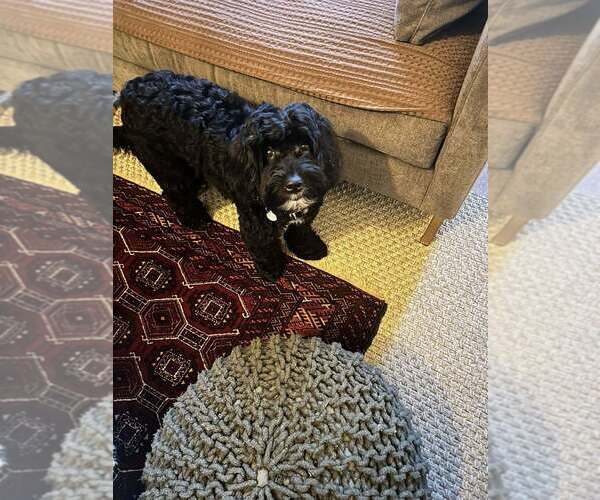 Medium Photo #3 Mutt Puppy For Sale in Candler, NC, USA