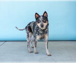 Small #1 Australian Shepherd