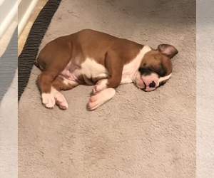 Boxer Puppy for sale in GROVETOWN, GA, USA