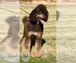 Small Photo #1 Poodle (Standard) Puppy For Sale in NEWMAN, CA, USA