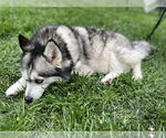Small #4 Pomsky