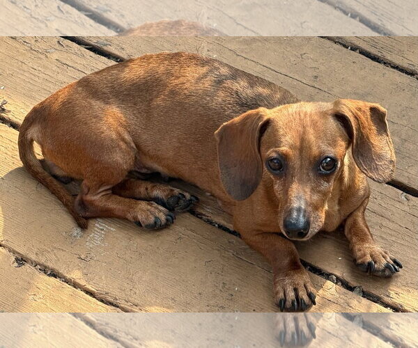 Medium Photo #1 Dachshund Puppy For Sale in Sioux Falls, SD, USA