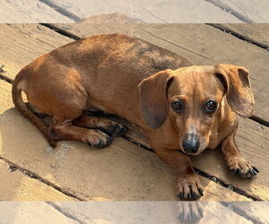 Dachshund Dogs for adoption in Sioux Falls, SD, USA