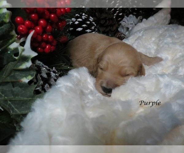 Medium Photo #5 Goldendoodle Puppy For Sale in PERRYSVILLE, OH, USA