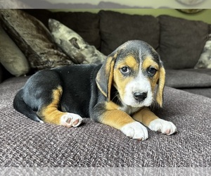 Beagle Puppy for sale in FORDLAND, MO, USA