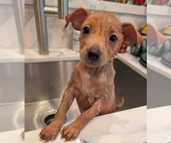 Medium Photo #4 Chihuahua-Unknown Mix Puppy For Sale in The Woodlands, TX, USA