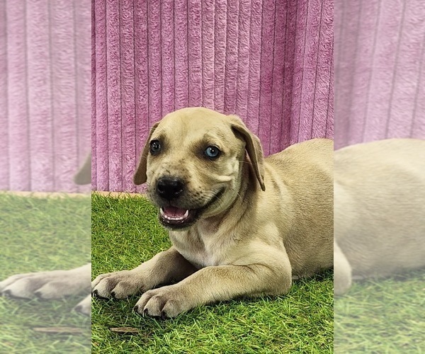 Medium Photo #8 Catahoula Leopard Dog Puppy For Sale in CUMBY, TX, USA