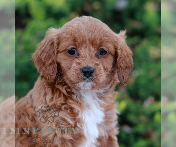 Medium Photo #1 Cavapoo Puppy For Sale in LITITZ, PA, USA