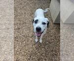Small American Bulldog-Saint Bernard Mix