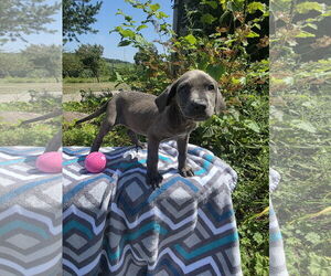 Labrador Retriever-Unknown Mix Dogs for adoption in SHERBURNE, NY, USA