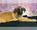 Small #1 Anatolian Shepherd-Saint Bernard Mix
