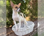 Small #2 Jack-Rat Terrier