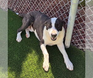 Labrador Retriever-Unknown Mix Dogs for adoption in Murfreesboro, TN, USA