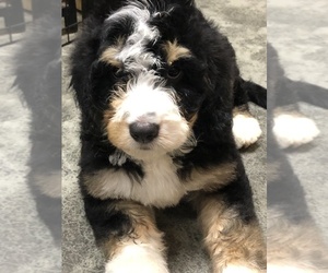Bernedoodle Puppy for sale in MARTINSVILLE, IN, USA