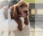 Small Photo #4 Irish Doodle Puppy For Sale in Pacolet, SC, USA