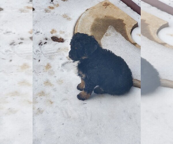 Medium Photo #2 F2 Aussiedoodle Puppy For Sale in SILOAM SPRINGS, AR, USA