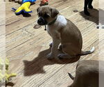 Small #9 Border Terrier Mix