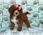 Small Photo #9 Cavapoo Puppy For Sale in LAKELAND, FL, USA