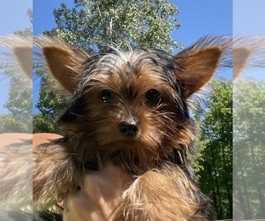 Yorkshire Terrier Puppy for Sale in FAIR HAVEN, Michigan USA