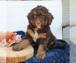 Small #1 Bernedoodle (Miniature)