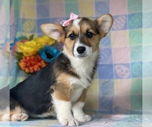 Pembroke Welsh Corgi Puppy for sale in LANCASTER, PA, USA