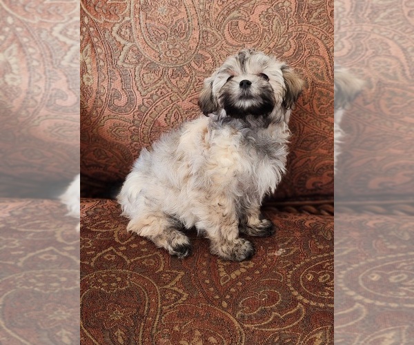 Medium Photo #5 Havanese Puppy For Sale in MULVANE, KS, USA