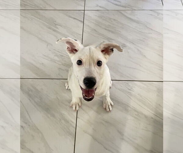 Medium Photo #6 Collie-Unknown Mix Puppy For Sale in Sandy, UT, USA