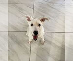 Small #5 Collie Mix