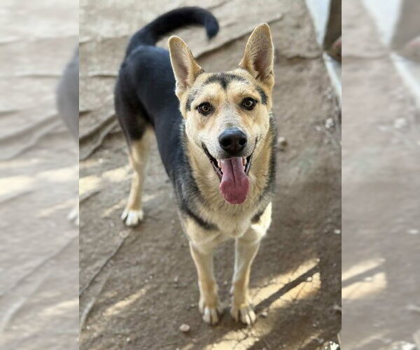 Medium Photo #1 German Shepherd Dog Puppy For Sale in Riverside, CA, USA