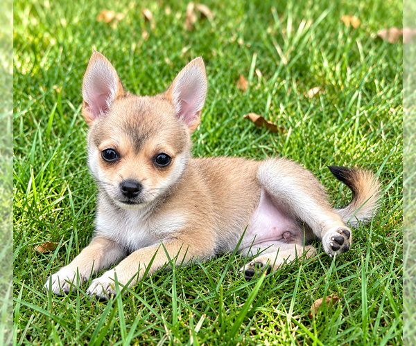 Medium Photo #9 Chiranian Puppy For Sale in FAIR HAVEN, MI, USA