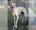 Small #1 Greyhound