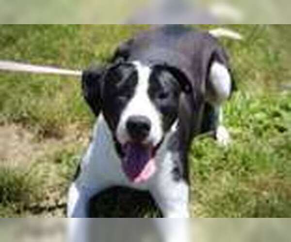 Medium Photo #4 Mutt Puppy For Sale in Oskaloosa, IA, USA