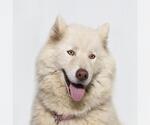 Small Siberian Husky