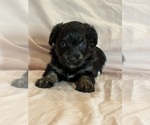 Kitten - Female Corgipoo Puppy for Sale - Photo #16
