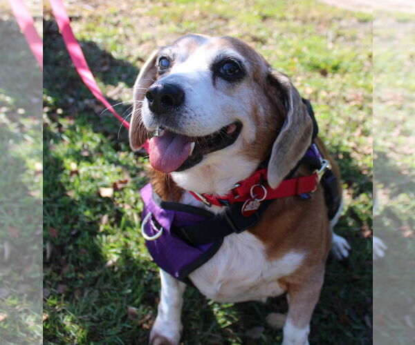 Medium Photo #10 Beagle Puppy For Sale in Dunnellon, FL, USA