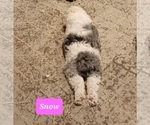 Small Photo #4 Aussiedoodle Puppy For Sale in SPARTANBURG, SC, USA