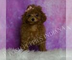 Small Photo #70 Poodle (Miniature) Puppy For Sale in WARSAW, IN, USA