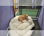 Small #4 Chihuahua Mix
