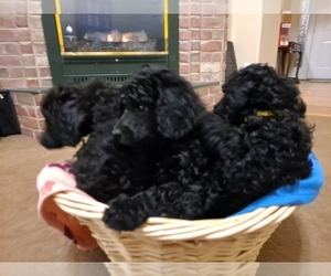 Poodle (Standard) Puppy for sale in SPANISH FORK, UT, USA