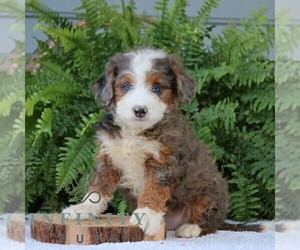 Bernedoodle (Miniature) Puppy for sale in NARVON, PA, USA