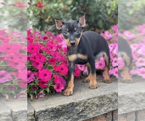 Miniature Pinscher Puppy for sale in CANOGA, NY, USA