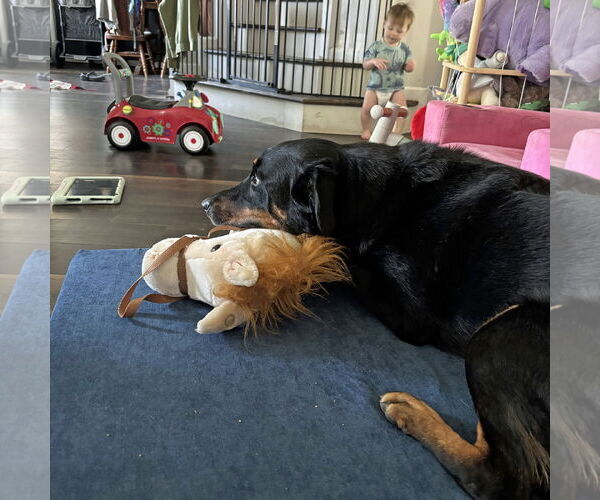 Medium Photo #7 Rottweiler-Unknown Mix Puppy For Sale in White Hall, AR, USA