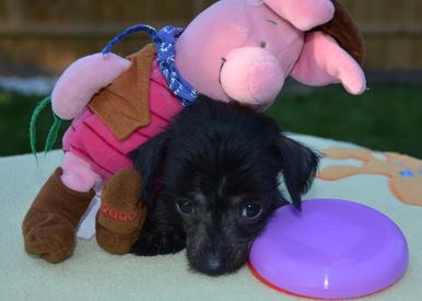 Medium Photo #1 Chinese Crested Puppy For Sale in CARLETON, MI, USA