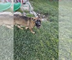 Small Photo #7 German Shepherd Dog Puppy For Sale in MODESTO, CA, USA