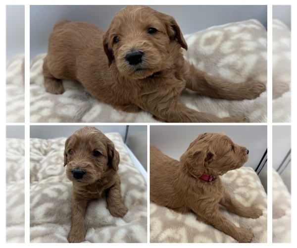 Medium Photo #1 Goldendoodle mix (+ Poodle Miniature) Puppy For Sale in SPARTANBURG, SC, USA