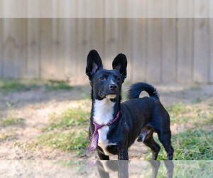 Chihuahua-Unknown Mix Dogs for adoption in Mooresville, NC, USA
